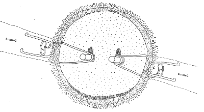 tongs downward diagram