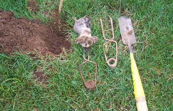 mole caught in trap mole, trap on grass