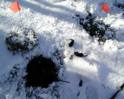 nomol traps in snow no mol traps in snow