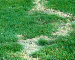 mole tunnels mole grass tunnel
