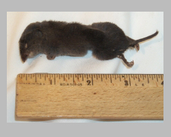 dead mole mole next to ruler